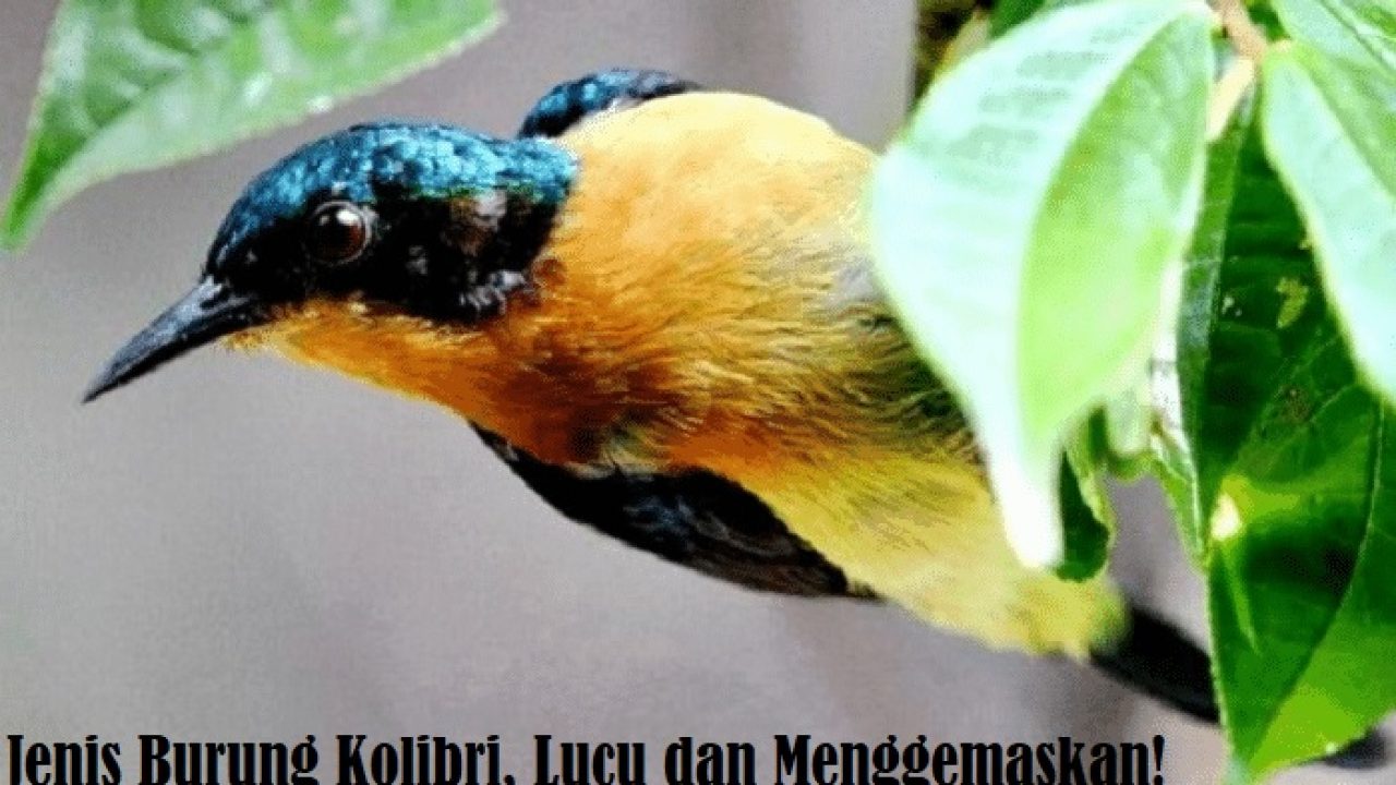 5 Jenis Burung Kolibri Lucu Dan Menggemaskan