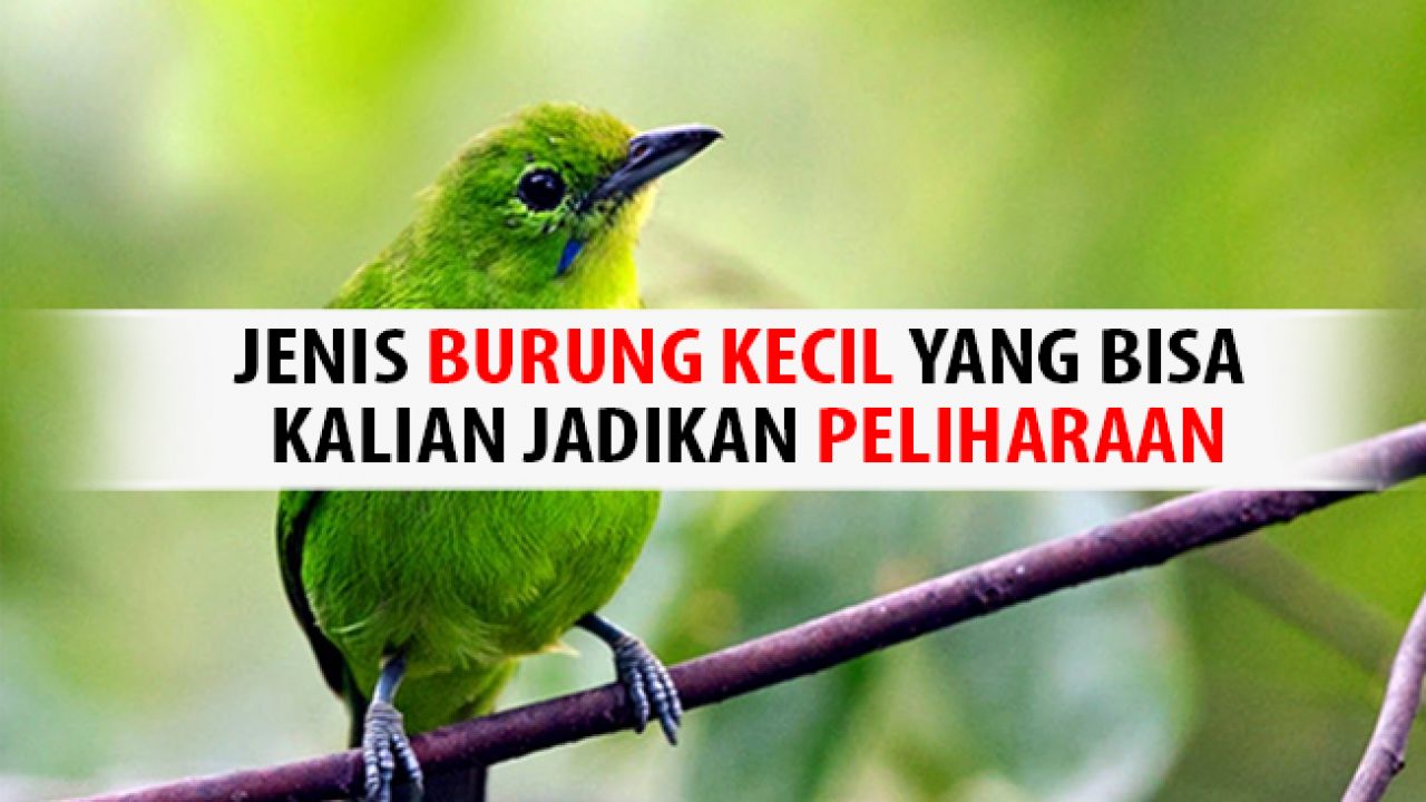 Jenis Burung Kecil Yang Bisa Kalian Jadikan Peliharaan