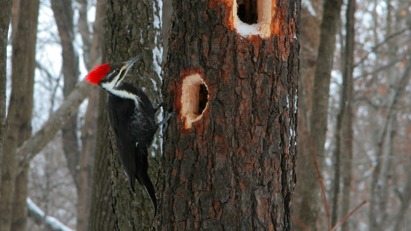 Jenis Burung Woody Woodpecker